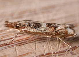 Prionapteryx achatina 